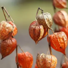 Pomarańczowe, papierowe lampiony miechunki. Ich właściwości lecznicze znane są od wieków.