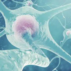 Neurony w akcji, przekazujące sygnały. Czy wiesz, co to acetylocholina i jak ważna jest dla komunikacji między nimi?
