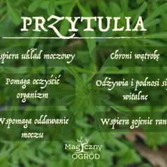 Przytulia czepna: wspiera układ moczowy, oczyszcza organizm, wspomaga oddawanie moczu, chroni wątrobę, odżywia i podnosi siły witalne, wspiera gojenie ran.
