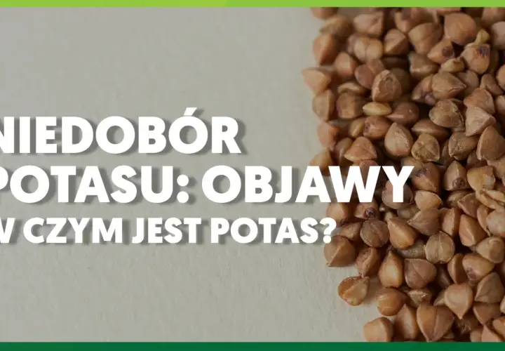 Niedobór potasu: objawy i źródła. Kasza gryczana, bogata w potas, może pomóc zapobiec jego niedoborom.
