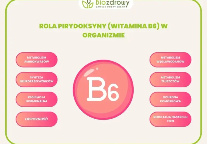 Wizualizacja roli witaminy B6 w organizmie: metabolizm aminokwasów, węglowodanów, tłuszczów, synteza neuroprzekaźników, regulacja hormonalna, ochrona komórkowa, odporność, regulacja nastroju i snu.