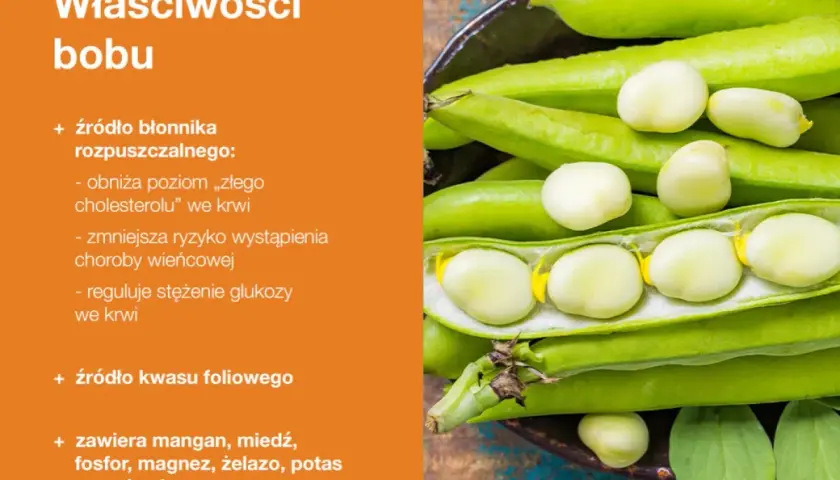 Czy bób jest zdrowy? Tak, to bogactwo błonnika, kwasu foliowego i minerałów. Obniża cholesterol i reguluje glukozę.