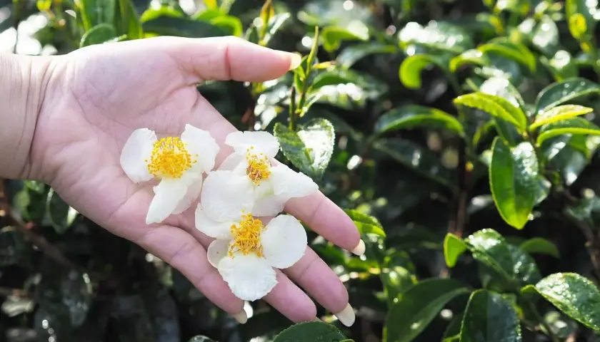 Jak rośnie herbata? Wyhoduj Camellia sinensis w doniczce!