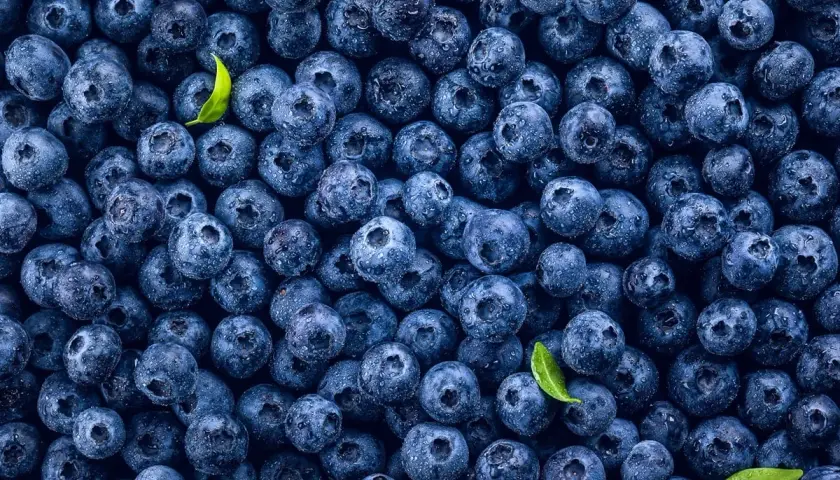 Mnóstwo soczystych borówek, idealnych na zdrową przekąskę. Sprawdź, jakie mają borówki kcal!